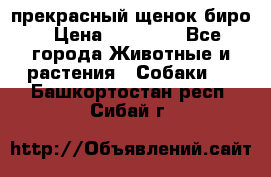 прекрасный щенок биро › Цена ­ 20 000 - Все города Животные и растения » Собаки   . Башкортостан респ.,Сибай г.